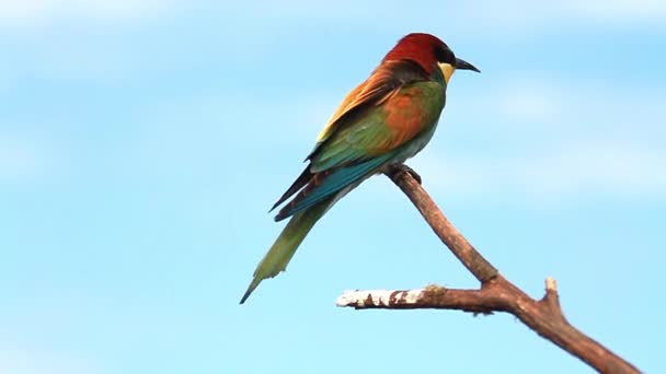 Bee-eater flies and sits on a branch — Stock Video