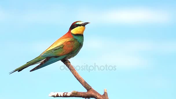 Bee-Eater sedící na větvi a pak přepne do nebe — Stock video