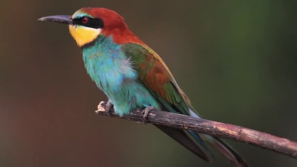 Oiseau coloré assis sur une branche dans le vent, puis vole — Video