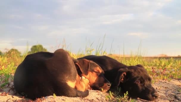 Cute puppies sleep among wild pitch — Stock Video