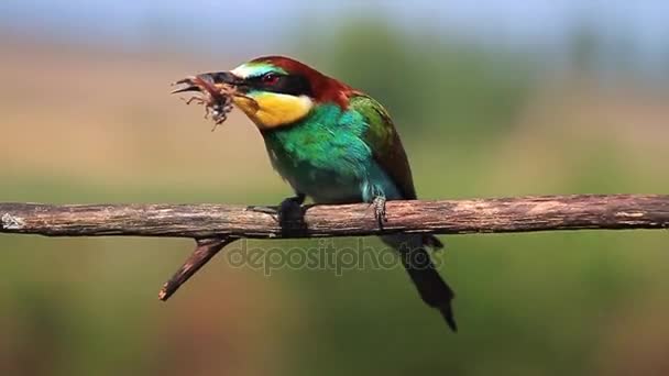 Colorido pássaro exótico comer maio besouro — Vídeo de Stock