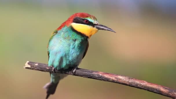 Color exótico pájaro pico limpio — Vídeo de stock