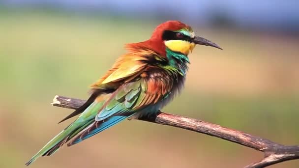 Plumas exóticas de limpieza de aves de color — Vídeo de stock