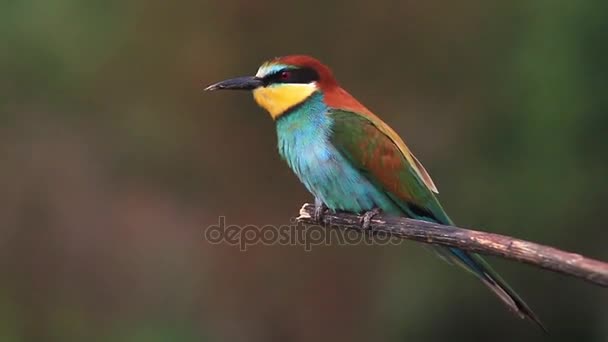 First spring colorful bird singing on a branch — Stock Video