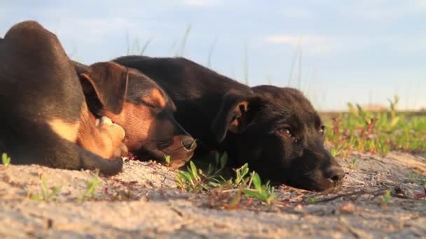 Владелец брошенных щенков спит среди дикой смолы — стоковое видео