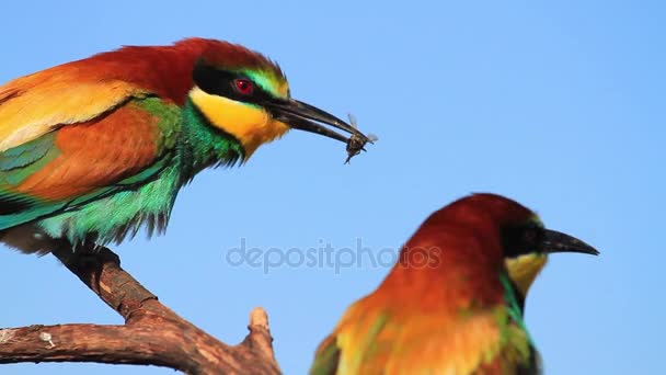 Marriage courtship of birds of paradise — Stock Video