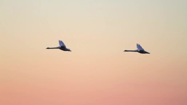 Par svanar som flyger på sunset slowmotion — Stockvideo