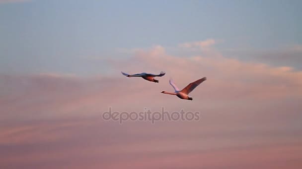 对在日落时分在美丽的天空飞翔的天鹅 — 图库视频影像