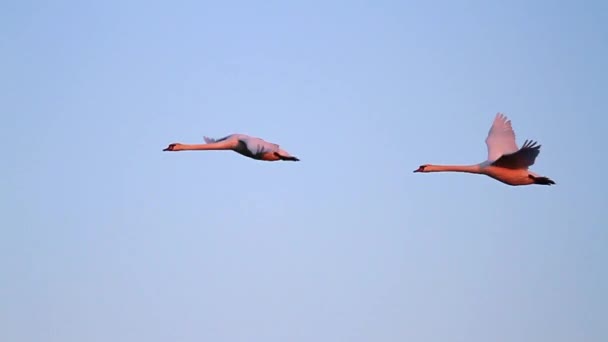 Cisnes volando lentamente agitando alas y sentarse en el lago — Vídeos de Stock
