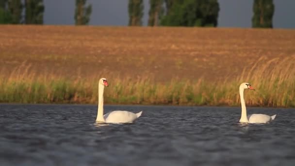 Лебеді один за одним плавають на озері — стокове відео