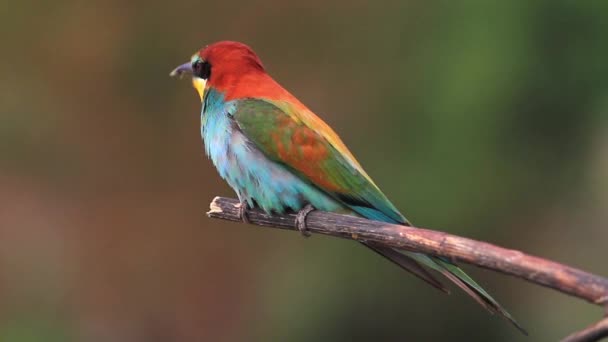 Paradise bird sitting on a branch — Stock Video