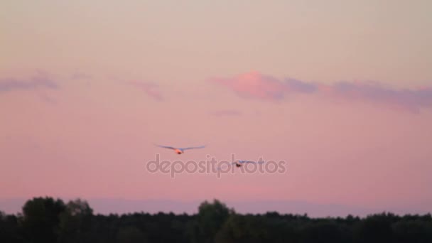 Два лебедя летят в розовом небе — стоковое видео