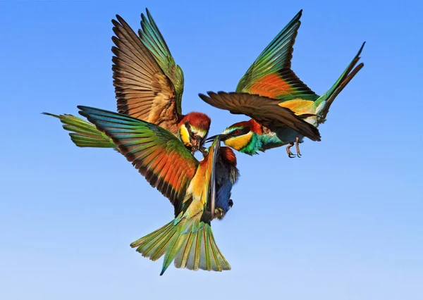 Epische strijd exotische vogels in de lucht — Stockfoto