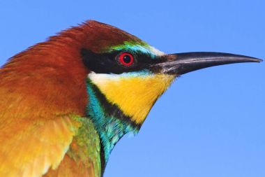 egzotik kuş uzun gagası ile renkli