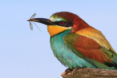 kuş gagasında bir sivrisinek tutan renkli cennet