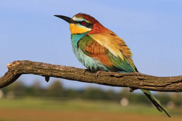 Vlha pestrá-barevný pták — Stock fotografie