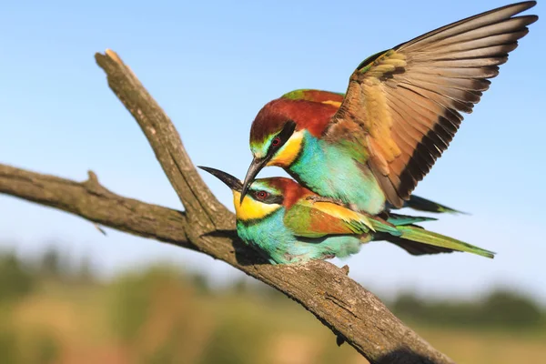 Mating birds of paradise — Stock Photo, Image