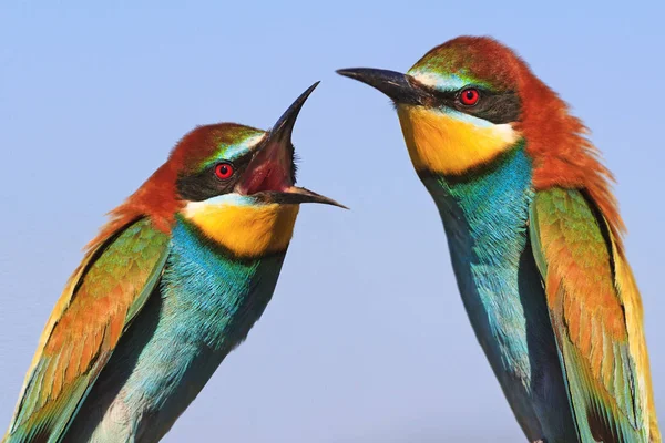 Homem e mulher juram, família briga pássaros — Fotografia de Stock