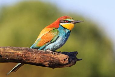 Renkli kuş kuru çam dalı