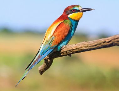 Kuzey Avrupa iç içe geçme için egzotik kuş uçtu