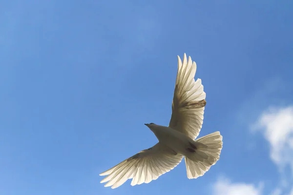 Free bird flies on a blue sky — Stock Photo, Image