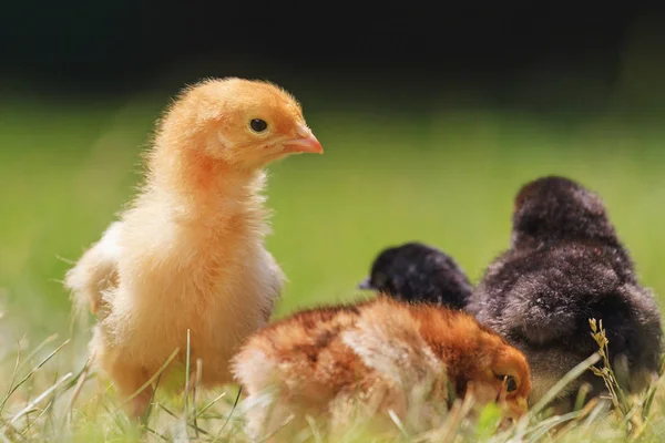 group of chickens breeds under sunlight