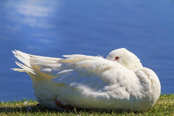 Beyaz kaz çim üzerinde dinlenme kafasını gizleme — Stok fotoğraf