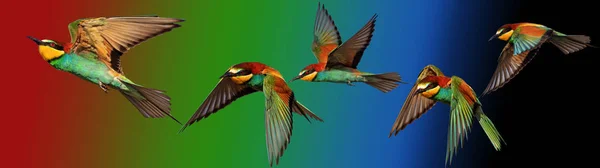 Renkli gradyan arka plan üzerinde renkli kuşlar sürüsü — Stok fotoğraf