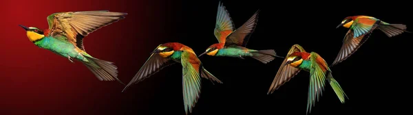 concept of creative and unusual thought, birds in flight