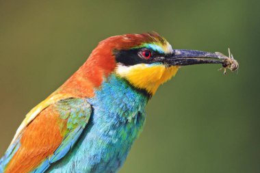 Renkli kuş gagası içinde arı ile