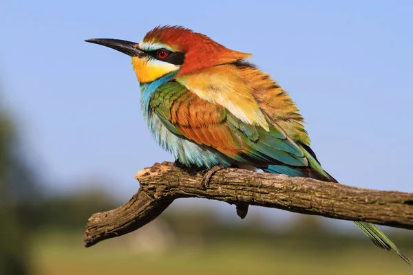 Цвета на перьях прекрасной птицы — стоковое фото