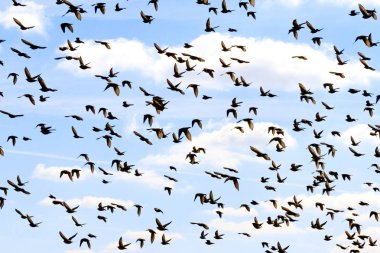 Genç starlings uçuşlar tren