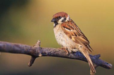 güneş ışınlarının dallarında alan serçe oturur