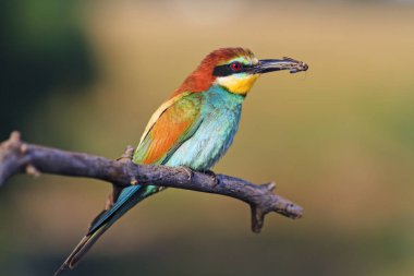 Avrupa'nın egzotik kuş gagası bir kelebek ile