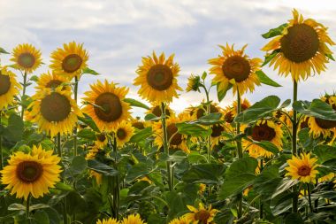 Ayçiçeği ekolojik temiz bir alan çiçeklenir