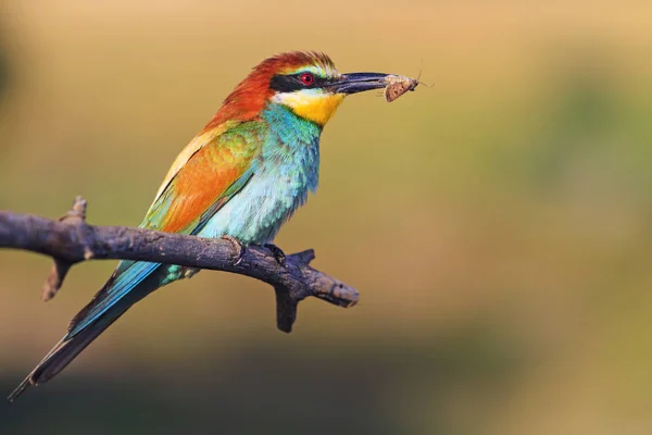 Vogel, der Insekten und Bienen jagt — Stockfoto