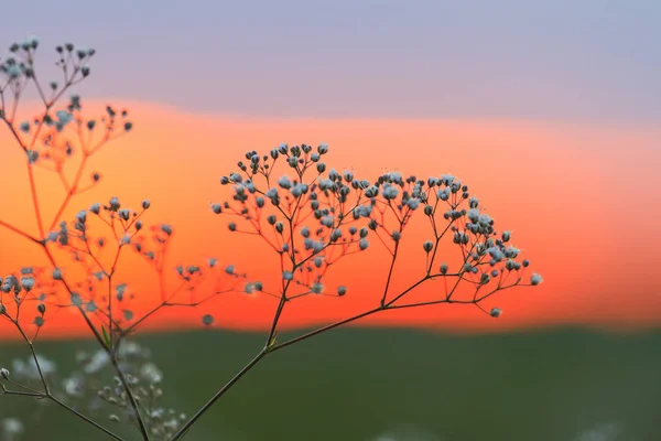 Caules de plantas daninhas tumbleweed ao pôr do sol — Fotografia de Stock