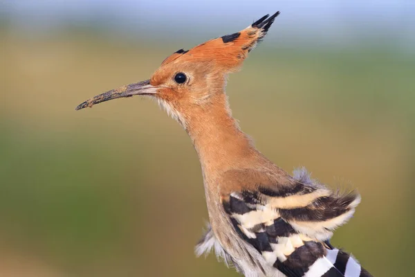 Uccello insolito con piume strappate — Foto Stock