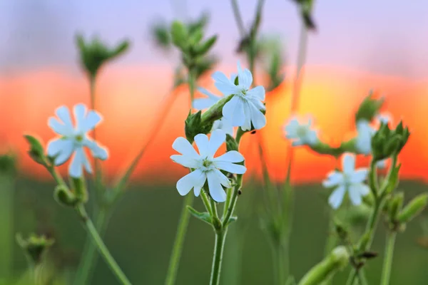 Flores de campo branco no pôr-do-sol vermelho — Fotografia de Stock