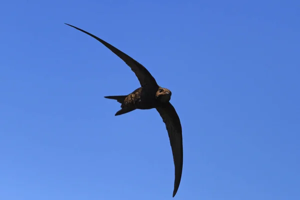 Pájaro con alas en forma de media luna — Foto de Stock