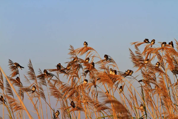 V letním jitra svítí slunci ptáci — Stock fotografie