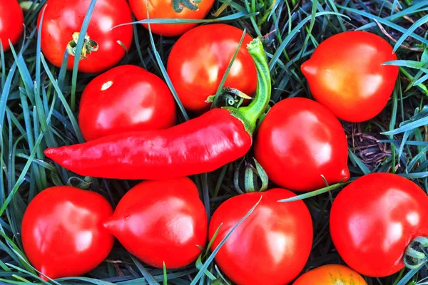 红秋蔬菜西红柿和辣椒 — 图库照片