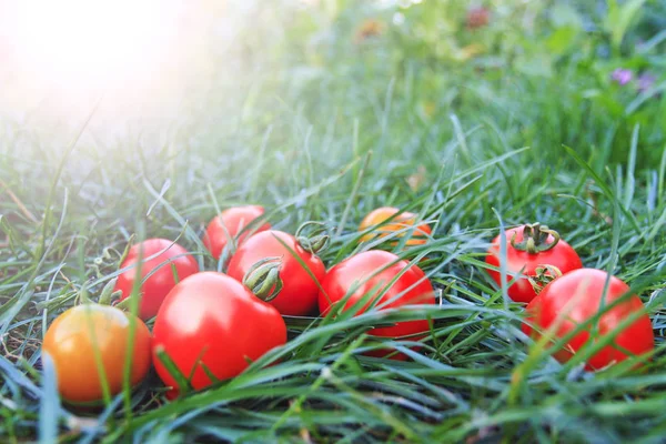 红番茄生长在自己的花园 — 图库照片