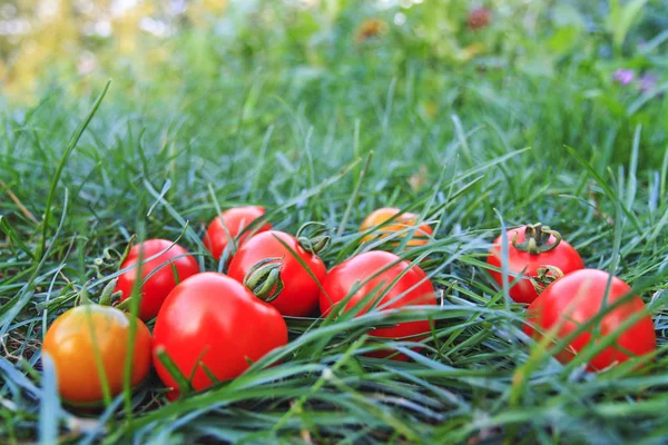 成熟的西红柿生长在自己的花园 — 图库照片