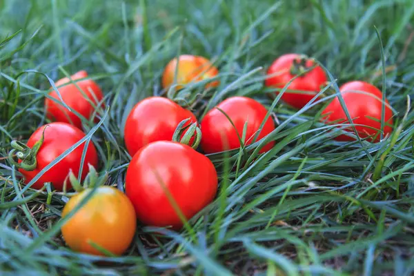 番茄收获间绿色的香草 — 图库照片