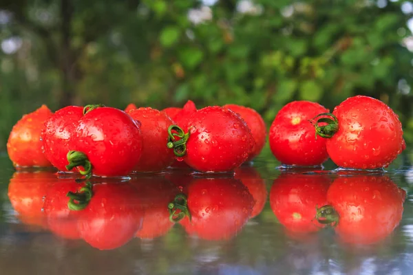 Tomates con reflejo y gotas de rocío — Foto de Stock