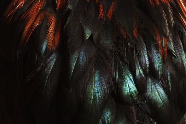 parlak tüyleri olan kuşlar renk tonu