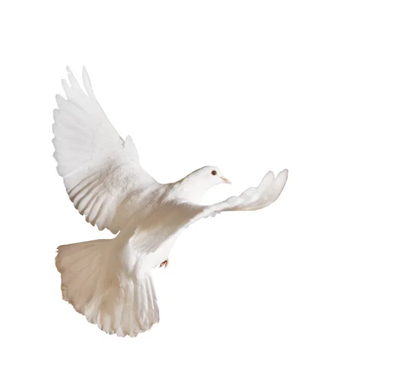 Beautiful white pigeon on a white background — Stock Photo, Image