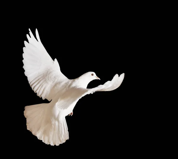 siyah bir arka plan güzel beyaz güvercin