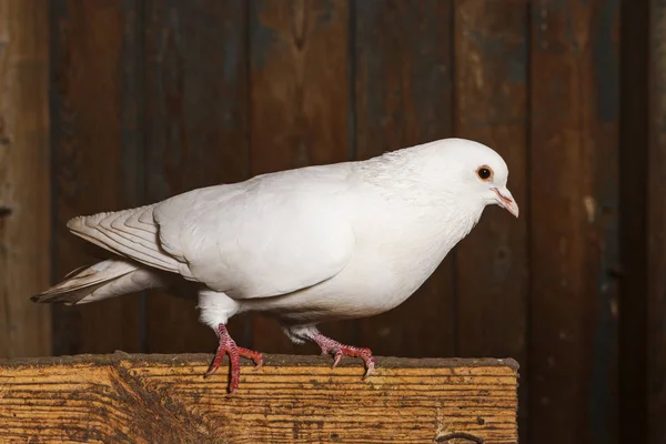 Pombo branco puro senta-se em um tabuleiro — Fotografia de Stock